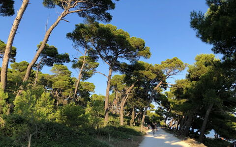 Rovinj 500: Blad, Træ, Afdeling, Vegetationen, Plantesamfund, Sti, Bagagerum, Naturreservat, Vedplante, Jungle