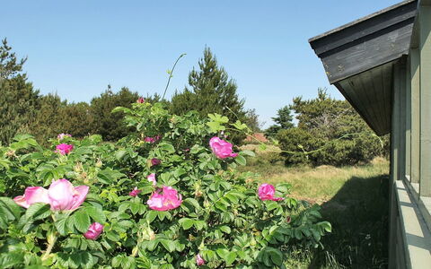 Srebrenka - 1.2Km from the Sea: Blomst, Kronblad, Busk, Lyserød, Blomstrende Plante, Bunddække, Rose Family, Have, Forår