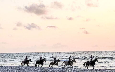 Zacisze Bałtyku: Hest, Fritid, Hav, Ocean, Pack Dyr, Strand, Husdyr