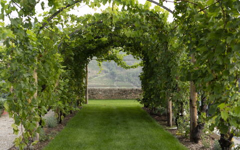 B&b Vigne Di Fagnano Without Kitchen: Plante, Græs, Træ, Hæk, Vedplante, Busk, Landskab, Arch, Plantation, Have