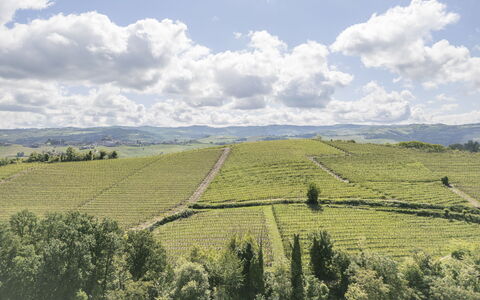 Arpusè, Relax nelle Langhe - Barolo, with Pool: Naturlige Landskab, Landbrug, Plantation, Mark, Bakke, Highland, Almindeligt, Landskab, Græs-, Landdistrikt