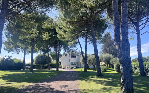 Villapronti: Blad, Træ, Afdeling, Bagagerum, Skygge, Lawn, Have, Vedplante, Landscaping, Parkere