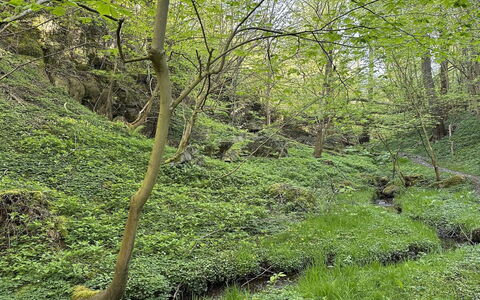 Makrina - 150M from the Sea: Grøn, Naturligt Miljø, Træ, Vegetationen, Skov, Plantesamfund, Ødemark, Bunddække, Jungle