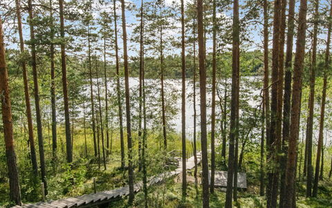 Karhupirtti: Blad, Træ, Naturligt Miljø, Grøn, Træ, Vegetationen, Skov, Lund, Plantesamfund