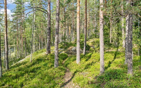 Karhupirtti: Blad, Grøn, Naturligt Miljø, Træ, Vegetationen, Skov, Naturlige Landskab, Ødemark, Plantesamfund, Økoregion