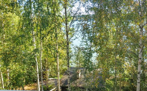 Villa Iloinen: Blad, Afdeling, Bagagerum, Vedplante, Kvist, Sollys, Birch, Lund, Woodland