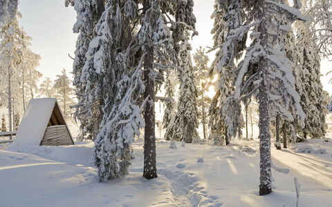 Villa Q: Sne, Vinter, Afdeling, Træ, Naturligt Miljø, Træ, Skov, Fryser, Bagagerum