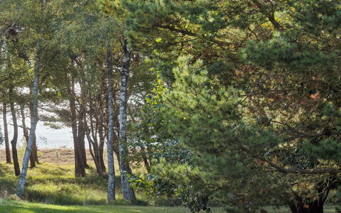 Tyyne - 250M from the Sea: Blad, Træ, Afdeling, Græs, Naturligt Miljø, Grøn, Natur, Vegetationen, Græs-, Skov