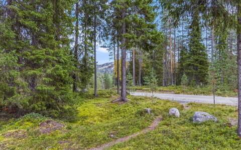 Kuusi-Ruka 6: Grøn, Træ, Blad, Naturligt Miljø, Vegetationen, Naturlige Landskab, Ødemark, Skov