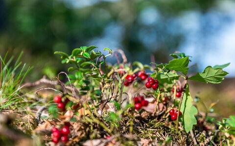 Gaslunda Tvåan: Plante, Himmel, Bord, Sky, Møbel, Stol, Træ, Skygge, Naturlige Landskab, Udendørs Møbler
