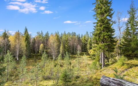 Villa Rokova: Grøn, Træ, Blad, Naturligt Miljø, Vegetationen, Skov, Naturlige Landskab, Ødemark, Plantesamfund