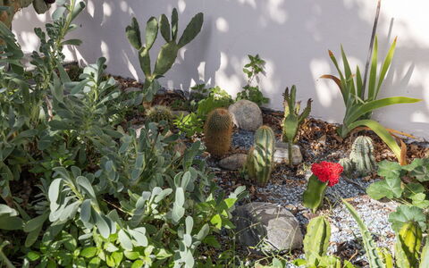 Egner- Apt.panorama: Plantesamfund, Have, Blomstrende Plante, Landscaping, Botanisk Have, Kaktus, Sukkulent Plante