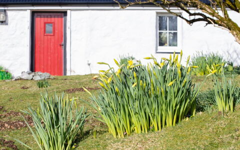 The Cottage: Gul, Forår, Have, Sommerhus, Lawn, Gård, Urteagtig Plante, Sidespor, Landscaping, Backyard