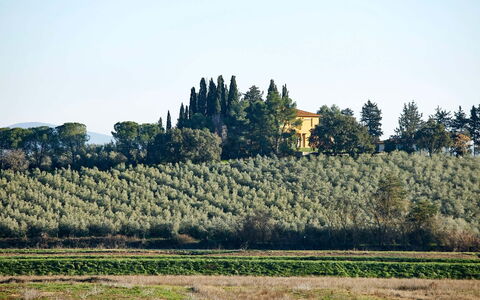 Poggio Cavallino Private Pool, Wifi, Maremma: Træ, Blad, Vegetationen, Land Lot, Plantation, Landdistrikt, Landbrug, Mark, Evergreen