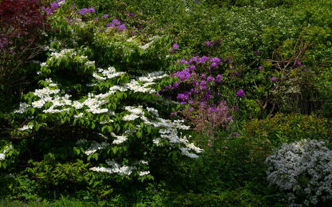 The Romantic Bothy: Blomst, Blad, Vegetationen, Busk, Have, Plantesamfund, Bunddække, Forår, Blomstrende Plante, Vedplante