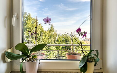 Željko: Blomsterkrukke, Stueplante, Vase, Dagslys, Blomsterhandlere, Altan, Floral Design