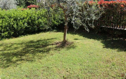Romeo e Giulietta: Græs, Busk, Have, Lawn, Land Lot, Plantesamfund, Bunddække, Backyard
