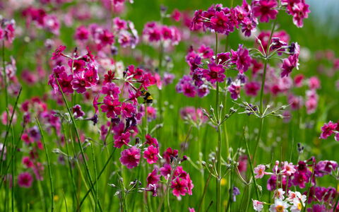 Farmburn Bothy: Blomst, Kronblad, Lyserød, Forår, Blomstrende Plante, Purple, Have, Tæt På, Wildflower