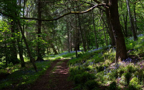 Farmburn Bothy: Blad, Natur, Naturligt Miljø, Afdeling, Grøn, Træ, Naturlige Landskab, Træ, Vegetationen