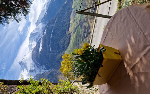 Dorfstrasse 97 2. Og Süd: Kronblad, Bjergkæde, Forår, Alps, Dal, Blomsterhandlere, Kam, Wildflower, Blomsterkrukke