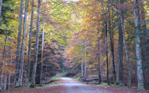 Design Loft, Romantic Retreat, Feltre: Blad, Afdeling, Træ, Natur, Naturligt Miljø, Træ, Skov, Vej, Naturlige Landskab, Vegetationen