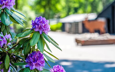 Douglas: Kronblad, Forår, Purple, Have, Botanisk Have