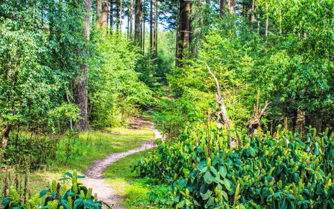 Douglas: Blad, Grøn, Naturligt Miljø, Træ, Natur, Naturlige Landskab, Vegetationen, Træ, Skov