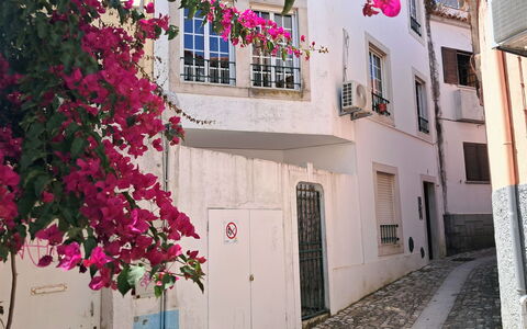 Dom Carlos: Væg, Lyserød, Altan, Blossom, Gyde, Bougainvillea, Stueplante