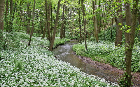Ingleby Manor - Manor Cottage: Skygge, Bjergkæde, Udendørs Struktur, Eco Hotel, Dæk, Udendørs Møbler, Have, Stol, Landscaping, Hårdttræ