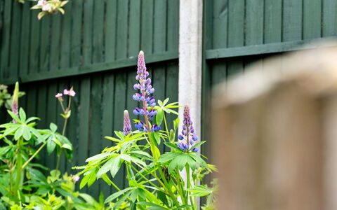 The Grove Annexe: Blomst, Kronblad, Blomstrende Plante, Bunddække, Purple, Have, Wildflower, Urteagtig Plante