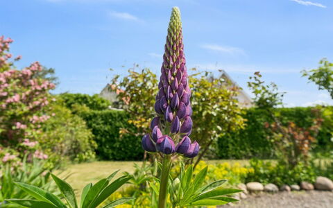 Keld - 350M from the Sea: Blomst, Gul, Kronblad, Lyserød, Blomstrende Plante, Purple, Have, Wildflower, Urteagtig Plante
