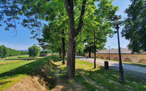 Ai Cantici: Træ, Græs, Natur, Walkway, Skygge, Parkere, Indkørsel, Landscaping, Skygge, Sti