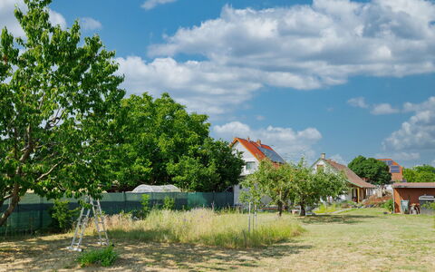 Goggola: Himmel, Daytime, Træ, Blad, Sky, Almindeligt, Land Lot, Landdistrikt, Forår, Vedplante