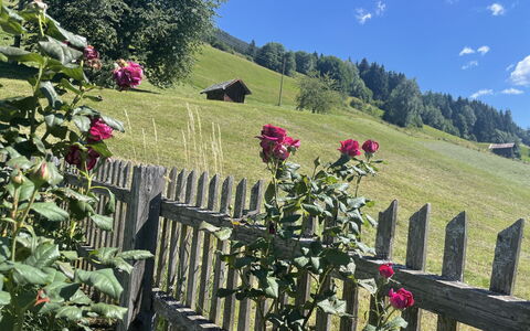 Panoramaperle: Blomst, Kronblad, Forår, Have, Blomstrende Plante, Hegn, Urteagtig Plante, Rose Family, Wildflower, Home Fencing
