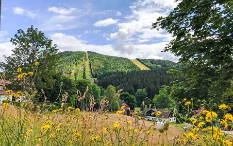Harrachov 509: Træ, Landskab, Skov, Eng, Hill Station, Pasture, Lærk, Plantation