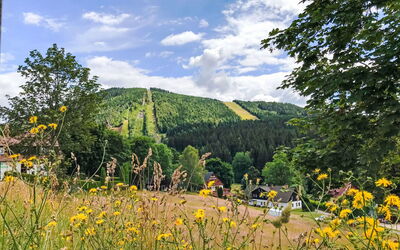 Harrachov 509: Træ, Landskab, Skov, Eng, Hill Station, Pasture, Lærk, Plantation