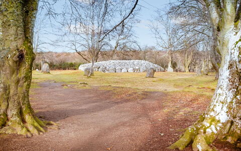 Highland Garden Room (No Kitchen): Træ, Afdeling, Blad, Rots, Kvist, Bagagerum, Vedplante, Pasture, Woodland, Vinter