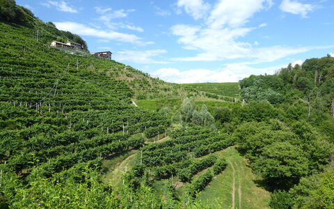 Chalet Fagarè, Pool, Sauna, Prosecco Hills: Grøn, Vegetationen, Plantation, Landskab, Landbrug, Landdistrikt, Plantesamfund, Land Lot, Mark, Hill Station