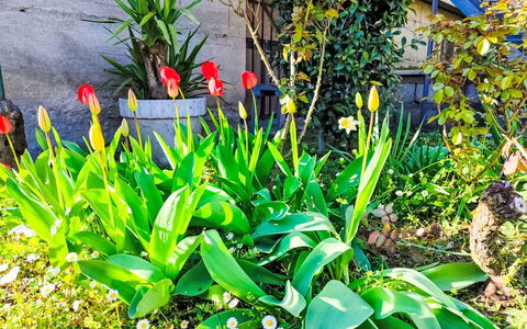 Papaveri e Papere: Blomst, Grøn, Gul, Kronblad, Have, Blomstrende Plante, Forår, Urteagtig Plante