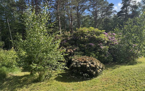 Alika - 300M from the Sea: Blad, Vegetationen, Busk, Plantesamfund, Have, Bunddække, Forår, Naturreservat, Vedplante, Skov