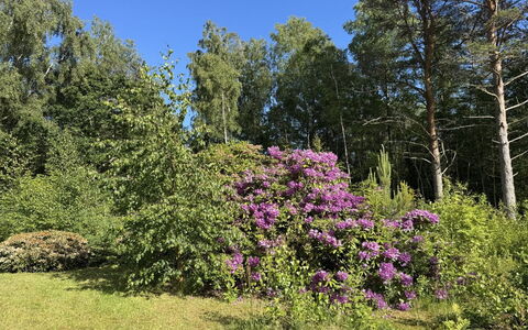 Alika - 300M from the Sea: Blomst, Vegetationen, Busk, Have, Plantesamfund, Bunddække, Forår, Purple, Vedplante, Naturreservat