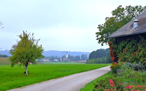 Lindnerhof: Grøn, Træ, Græs, Natur, Naturlige Landskab, Busk, Sommer, Almindeligt, Landskab