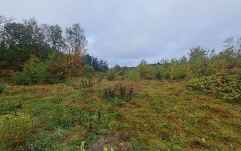 Jelisaveta: Boligområde, Busk, Hus, Hjem, Have, Estate, Skygge, Landscaping, Lawn