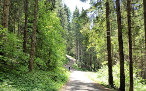Casa Ines, Feltre: Blad, Træ, Grøn, Naturligt Miljø, Træ, Vegetationen, Skov, Vej, Sti