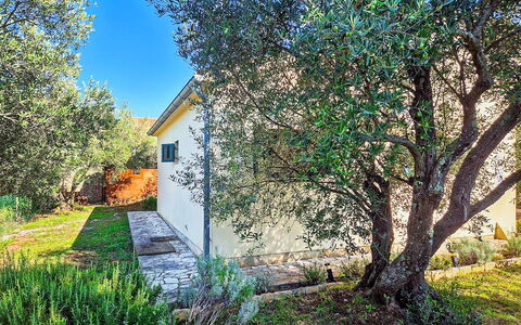 Sandra: Blad, Afdeling, Busk, Have, Vedplante, Kvist, Skygge, Gård, Landscaping, Backyard