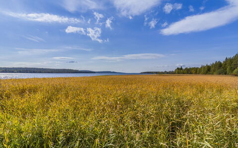 Niittyvilla: Sommerhus, Hus, Hjem, Garden Bygninger, Sidespor, Bjælkehytte, Stuehus, Estate, Skur, Gård