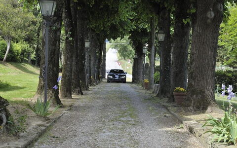 Villa Medicea Lo Sprocco: Træ, Vejbelægning, Afdeling, Blad, Vej, Gade, Færdselsåre, Asfalt, Bagagerum, Walkway