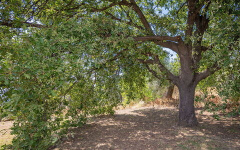 Campiglia Marittima 649: Blad, Træ, Afdeling, Vegetationen, Plantesamfund, Bagagerum, Skygge, Naturreservat, Vedplante, Jord