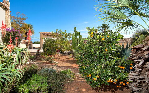 La Caissa: Vegetationen, Træ, Himmel, Have, Botanik, Plante, Palme Træ, Plantesamfund, Blomst, Ejendom