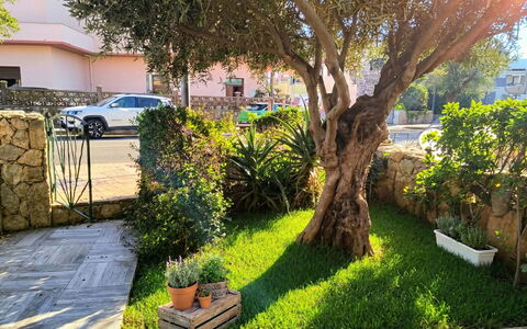 Sabbia e Lavanda: Busk, Have, Forår, Vedplante, Skygge, Landscaping, Lawn, Gård, Blomsterkrukke
